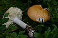 Russula decolorans Fr.