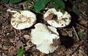 Russula delica Fr.