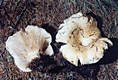 Russula delica Fr.