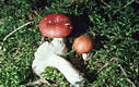 Russula emetica (Schaeff.)Pers.:Fr.