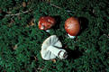 Russula emetica (Schaeff.)Pers.:Fr.