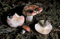 Russula emetica (Schaeff.)Pers.:Fr.