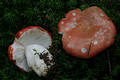 Russula emetica (Schaeff.)Pers.:Fr.