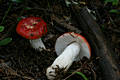 Russula emetica (Schaeff.)Pers.:Fr.