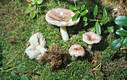 Russula emetica var. betularum (Hora)Romagn.