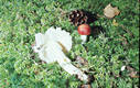 Russula emetica (Schaeff.)Pers.:Fr. var. longipes Singer