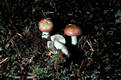 Russula emetica var. silvestris Sing.