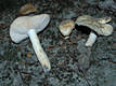 Russula farinipes Rom.ap.Britz.