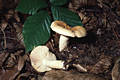 Russula fellea Fr.