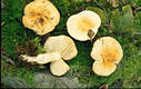 Russula fellea Fr.