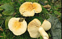 Russula fellea Fr.