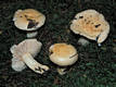 Russula fellea Fr.