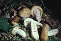 Russula foetens (Pers.:Fr.)Fr.