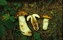 Russula foetens (Pers.:Fr.)Fr.