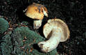 Russula foetens (Pers.:Fr.)Fr.