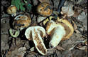 Russula foetens (Pers.:Fr.)Fr.