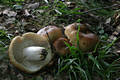 Russula foetens (Pers.:Fr.)Fr.