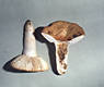 Russula grata Britz.