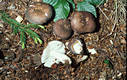 Russula grisea (Pers.)Fr. ss.str.