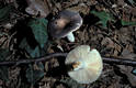 Russula grisea (Pers.)Fr. ss.str.