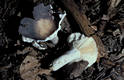 Russula grisea (Pers.)Fr. ss.str.