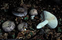 Russula grisea (Pers.)Fr. ss.str.