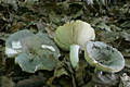 Russula grisea (Pers.)Fr. ss.str.