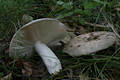 Russula grisea (Pers.)Fr. ss.str.