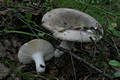 Russula grisea (Pers.)Fr. ss.str.