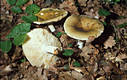 Russula heterophylla (Fr.)Fr.