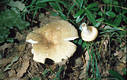 Russula heterophylla (Fr.)Fr.