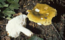 Russula heterophylla (Fr.)Fr.