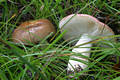 Russula heterophylla (Fr.)Fr.