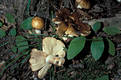 Russula illota Romagn.