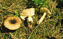 Russula insignis Quel.