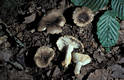 Russula insignis Quel.