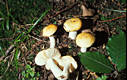 Russula lutea (Huds.:Fr.)Gray