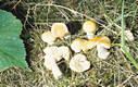 Russula lutea (Huds.:Fr.)Gray