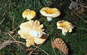 Russula lutea (Huds.:Fr.)Gray