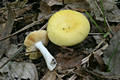 Russula lutea (Huds.:Fr.)Gray