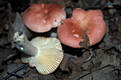 Russula luteotacta Rea