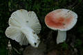 Russula luteotacta Rea