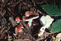 Russula mairei Sing.