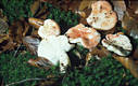 Russula mairei Sing.