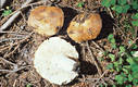 Russula mustelina Fr.