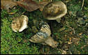 Russula nigricans (Bull.)Fr.