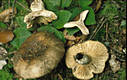 Russula nigricans (Bull.)Fr.