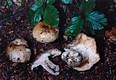 Russula nigricans (Bull.)Fr.