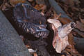 Russula nigricans (Bull.)Fr.