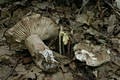 Russula nigricans (Bull.)Fr.